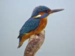 Adri van Kooten, Ijsvogel