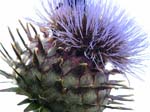 Menneke Bos, Distel
