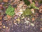 job v d berg, herfst